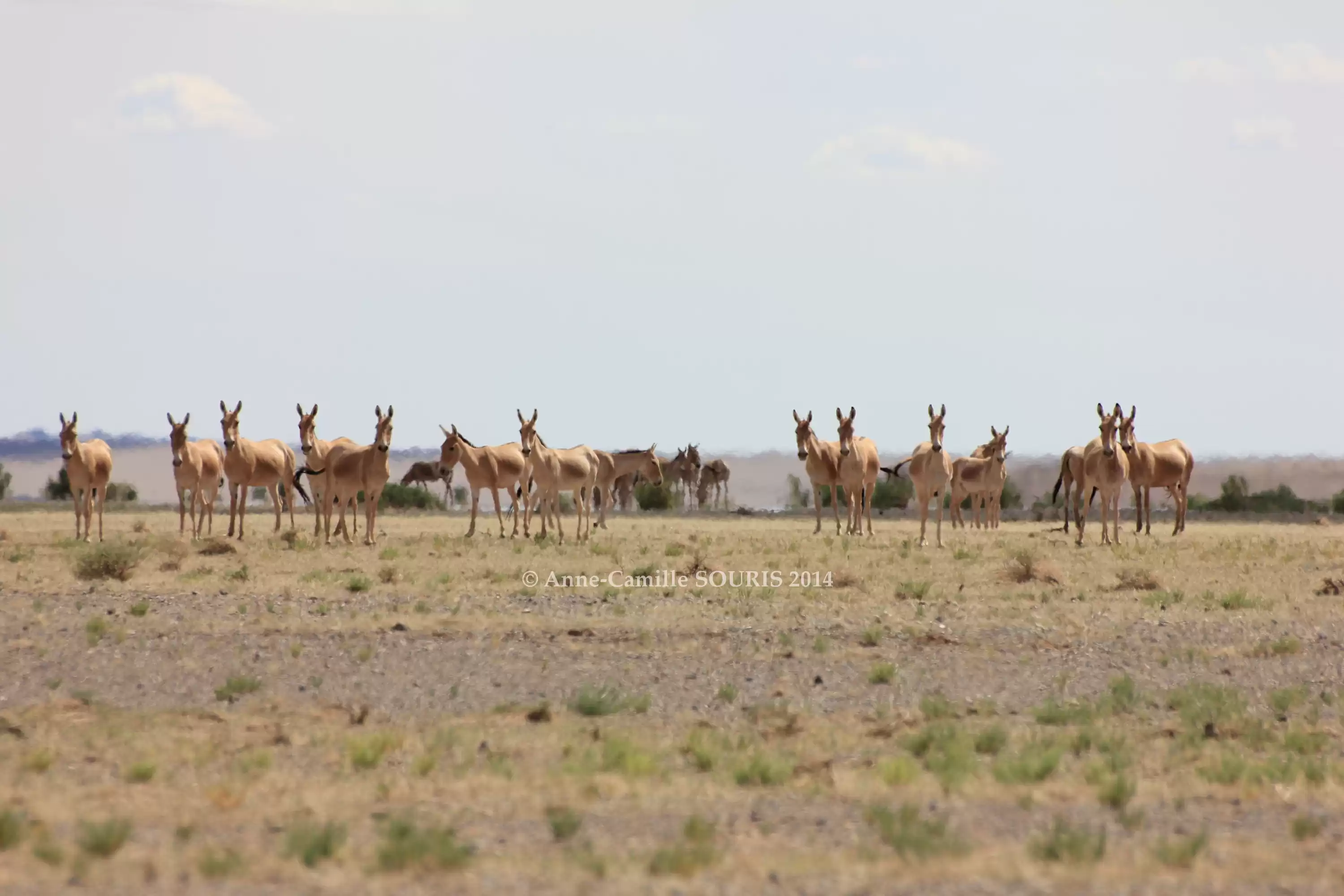 Wildlife Observation And Citizen Science In The Gobi