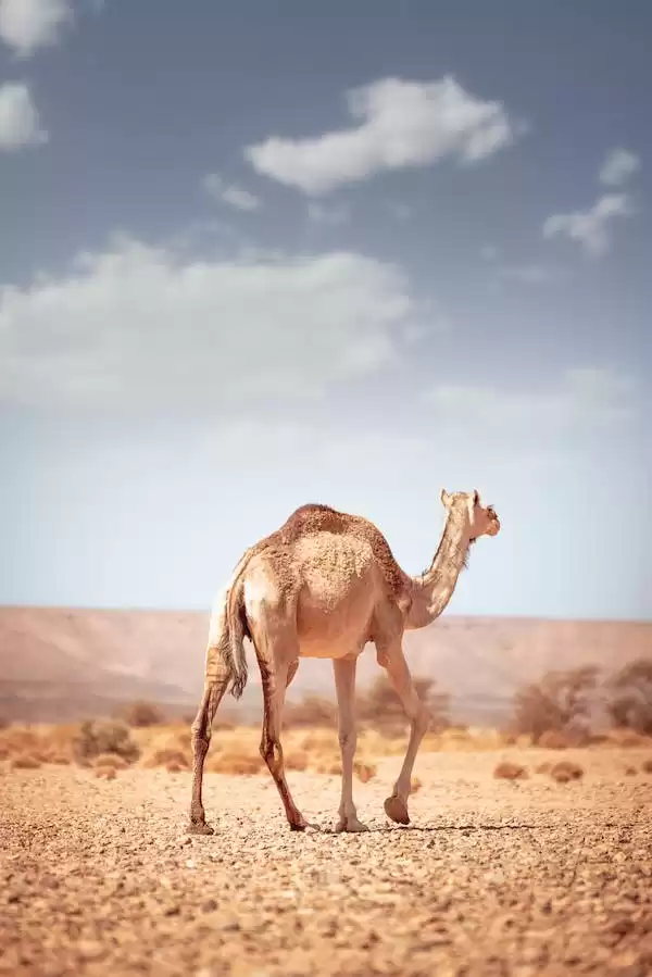 Private 2 Weeks Tour In Morocco