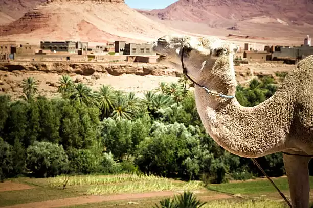 Program 14 Day Morocco Tour