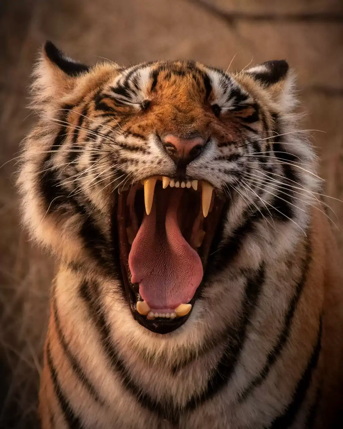 Rajasthan Wildlife Tour