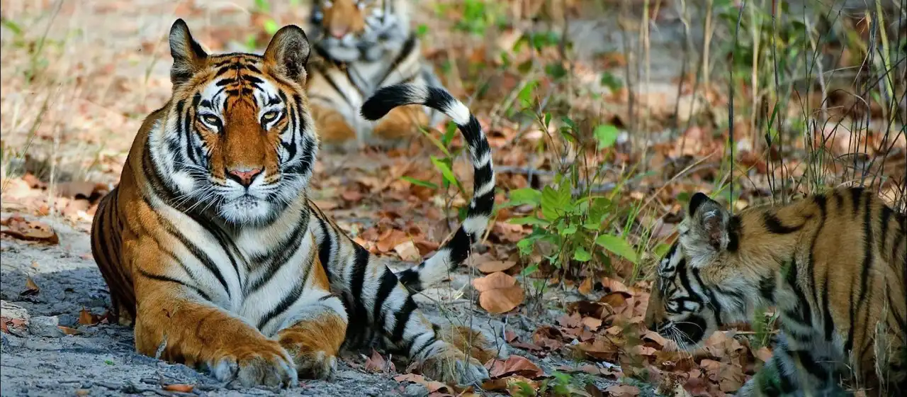 Royal Bengal Tiger Photography Tour 6 Days 5 Nights