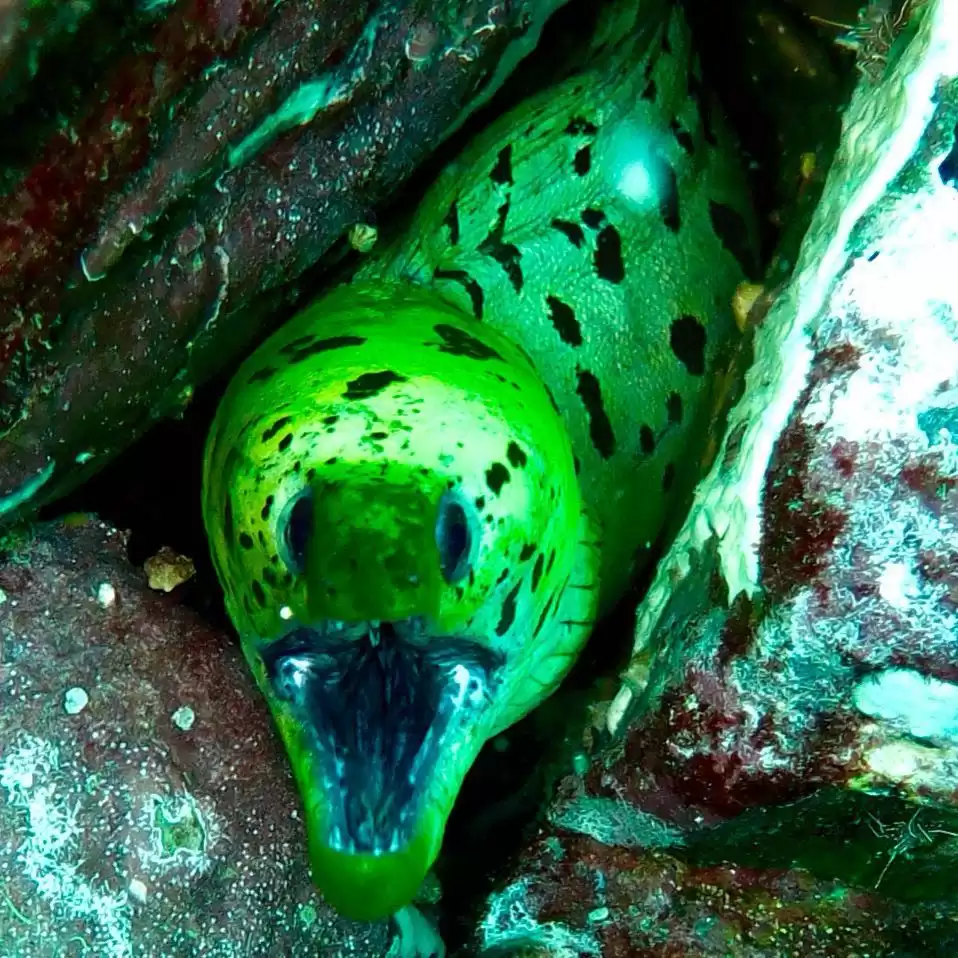 Scuba Diving In Trincomalee Beginner Level