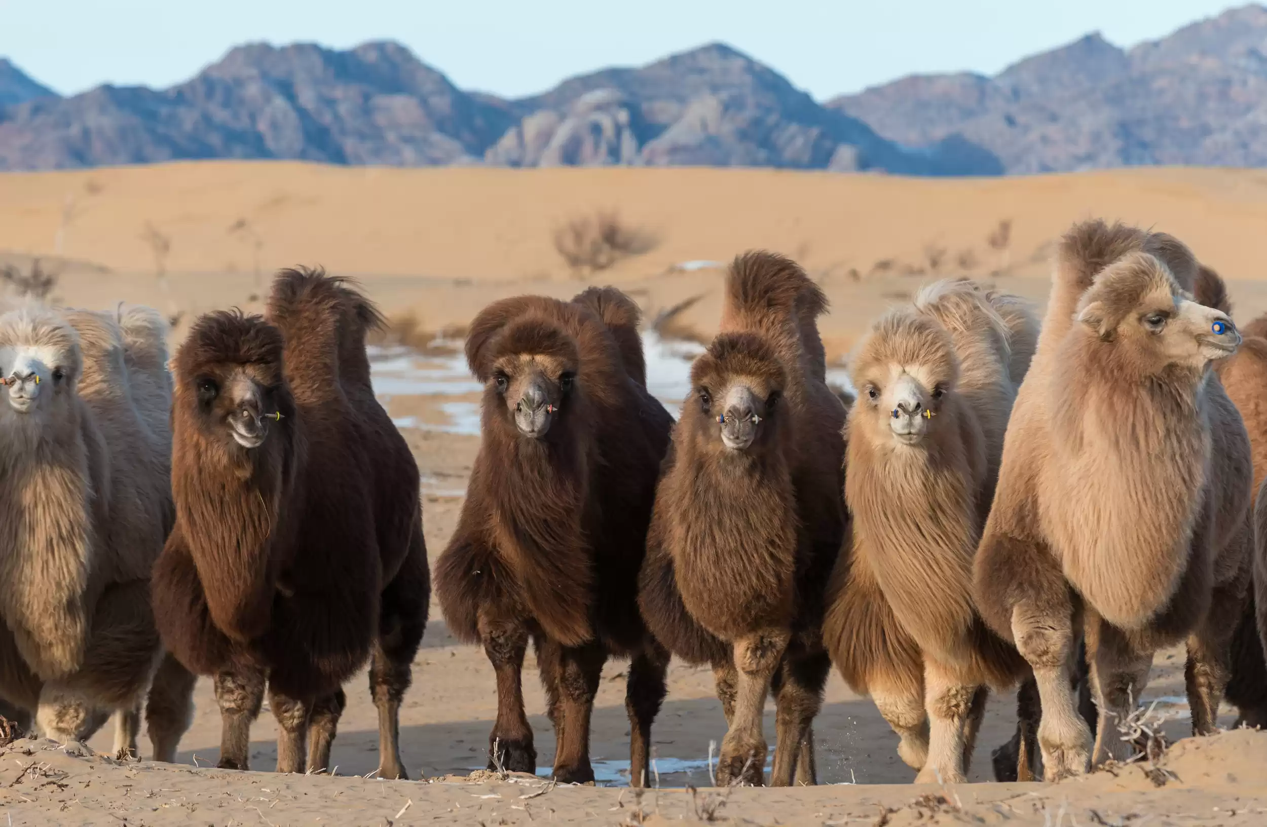 Semi Gobi Desert And Chinggis Khaan And Terelj