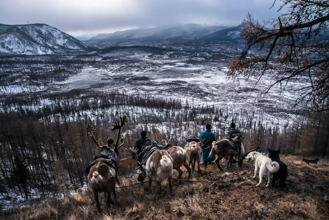 Snowy Taiga-Winter Tour To Reindeer Herders-Tsaatans