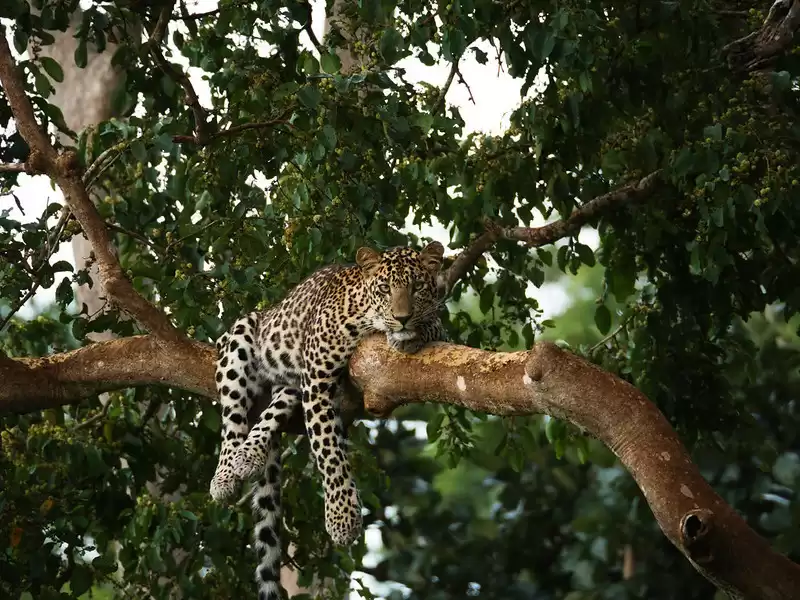 South India Wildlife Tour - 10 Days