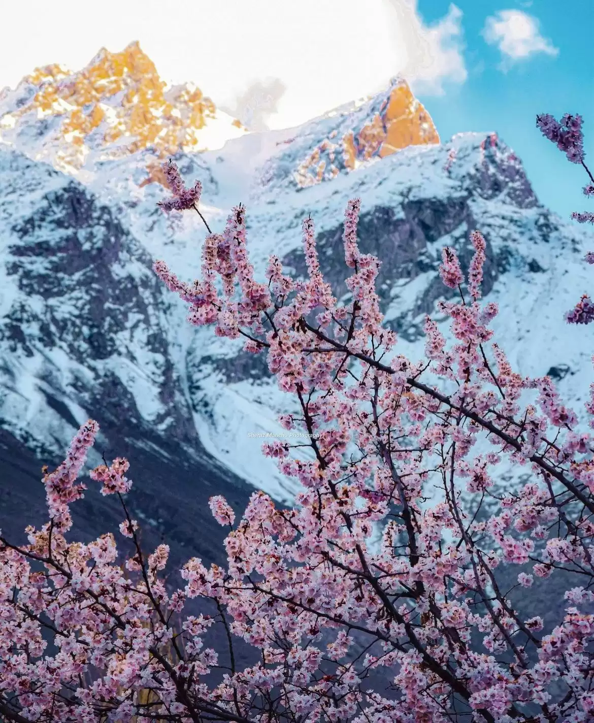 Spring Cherry Blossom Tour