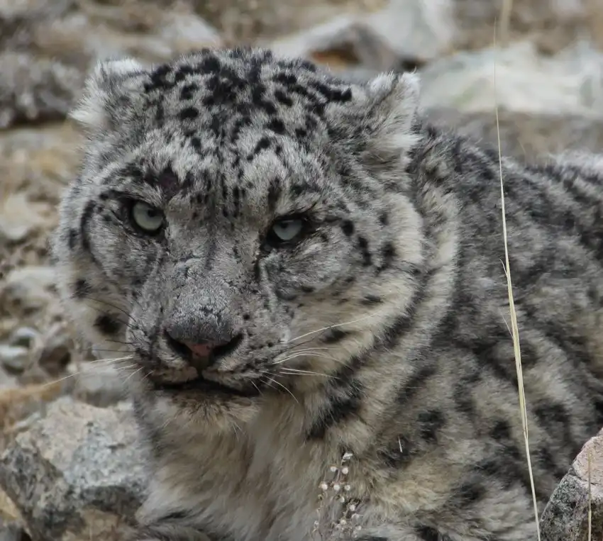 The Quest For Snow Leopards Of Mongolia