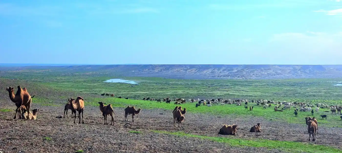 Through The Gobi Desert In Mongolia