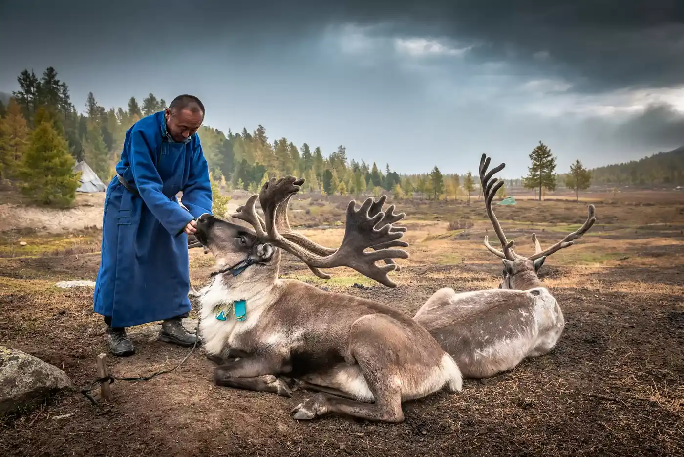 Tour To Tsaatan Reindeer Herder Nomads - 10 Days