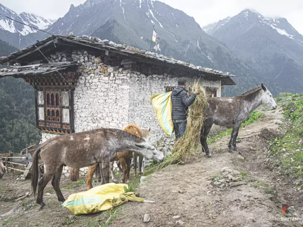 Trek To Laya - Western Bhutan Highlights - 8 Day Tour