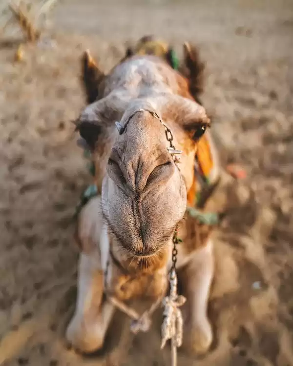 Trekking Sahara Morocco
