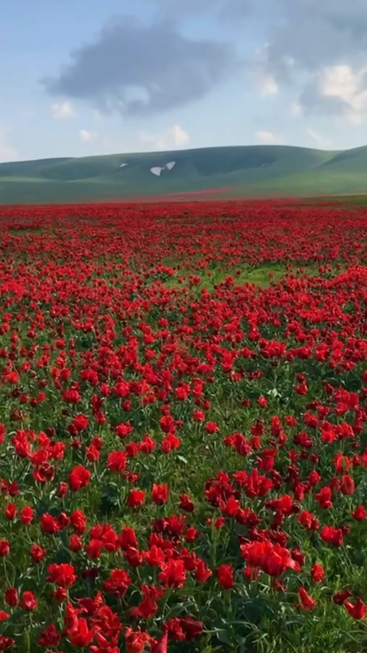 Trip To The Progenitor Of Tulips And Ancient Taraz