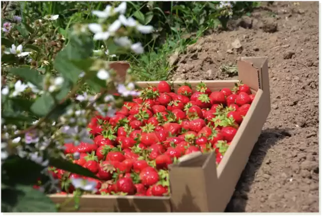 Turgen Berries And Flowers - Agrotour