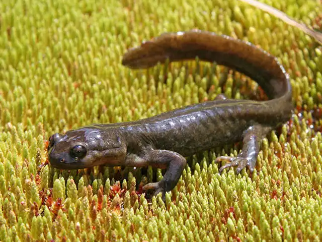 Unique Frogtooth Photo Hunt Tour And Altyn Emel Park