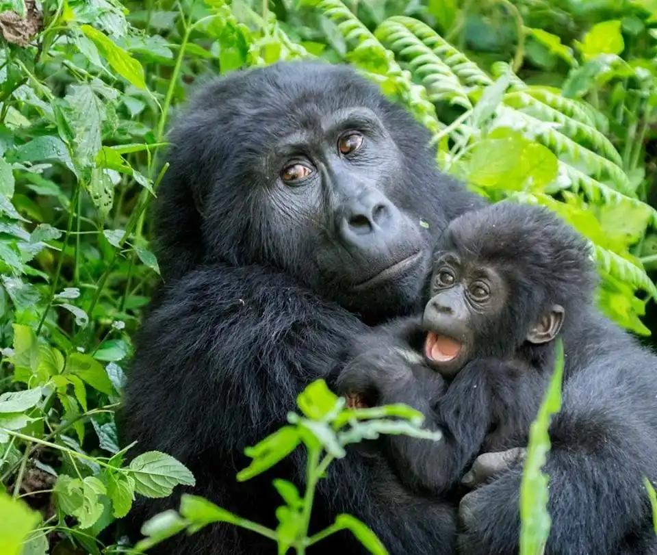 3-day Gorilla Tracking In Bwindi Impenetrable National Park