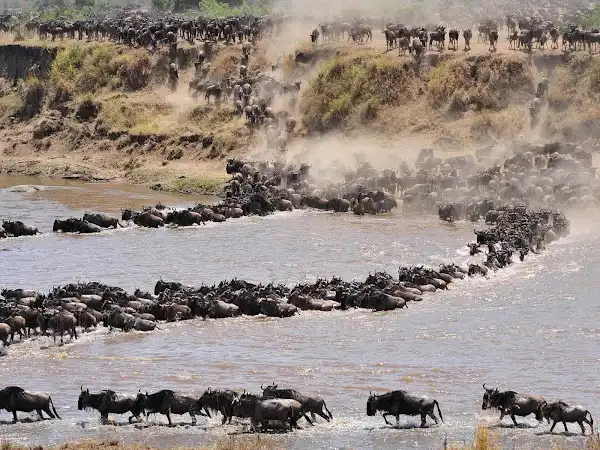 6 Days The Great Serengeti Migration Safari In Tanzania