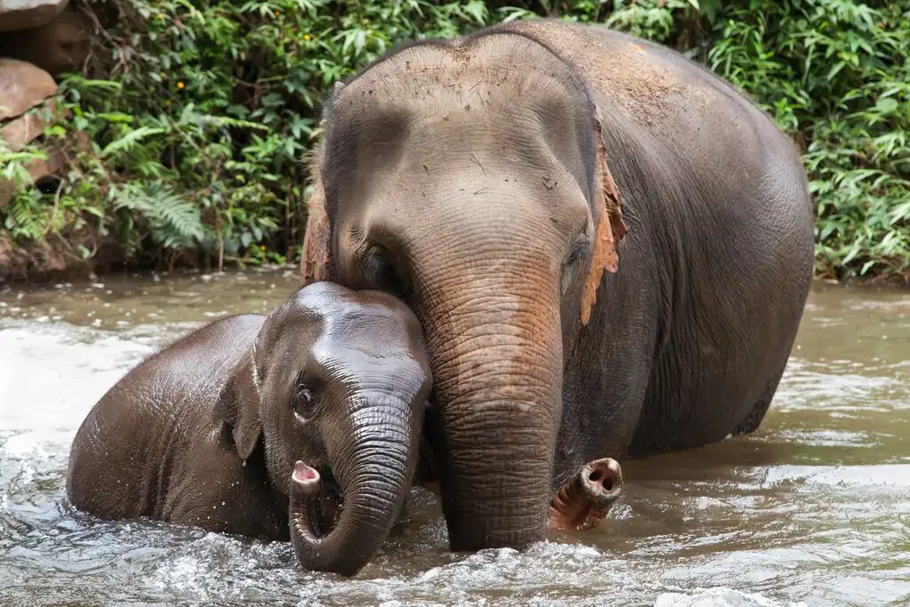 Thailand’s Wild Wonders: Explore Nature’s Best
