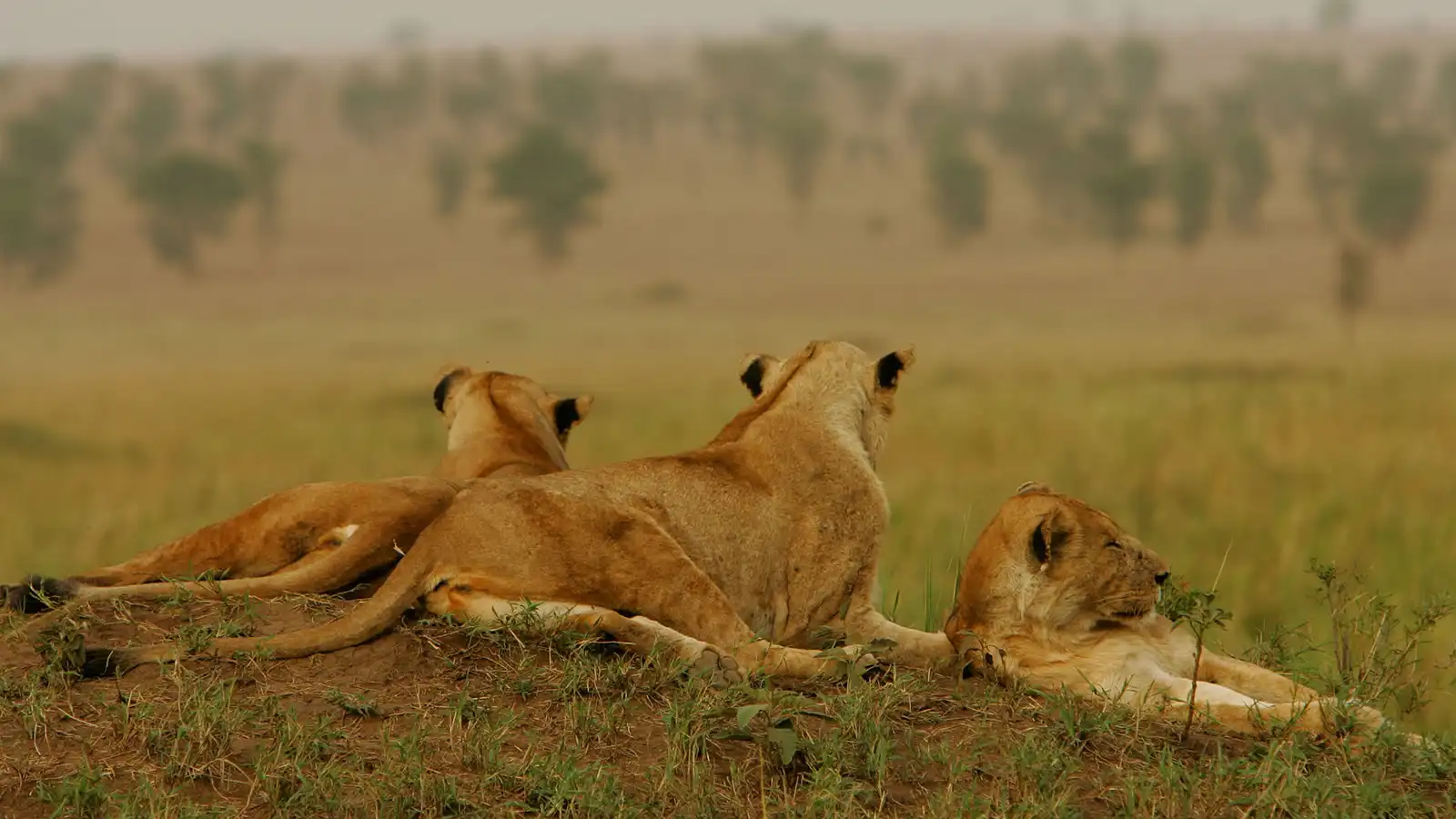7-day Gorilla, Chimpanzee And Wildlife Tour