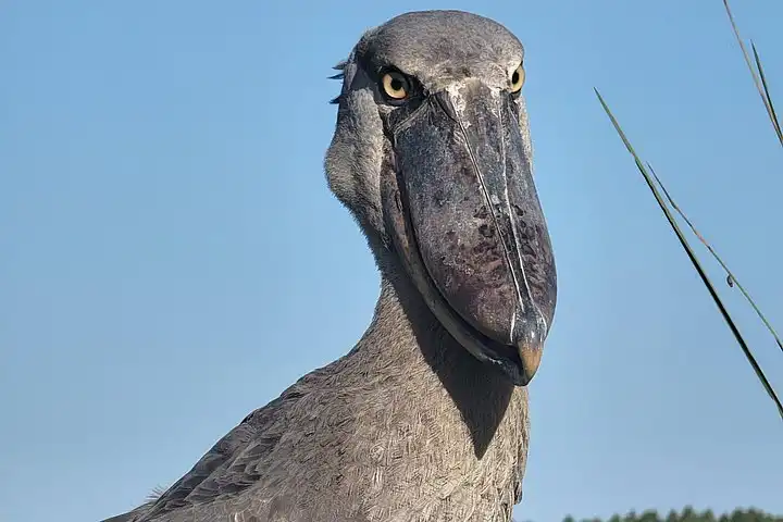 1-day Mabamba Swamp Shoebill Birdwatching Tour Lake Victoria