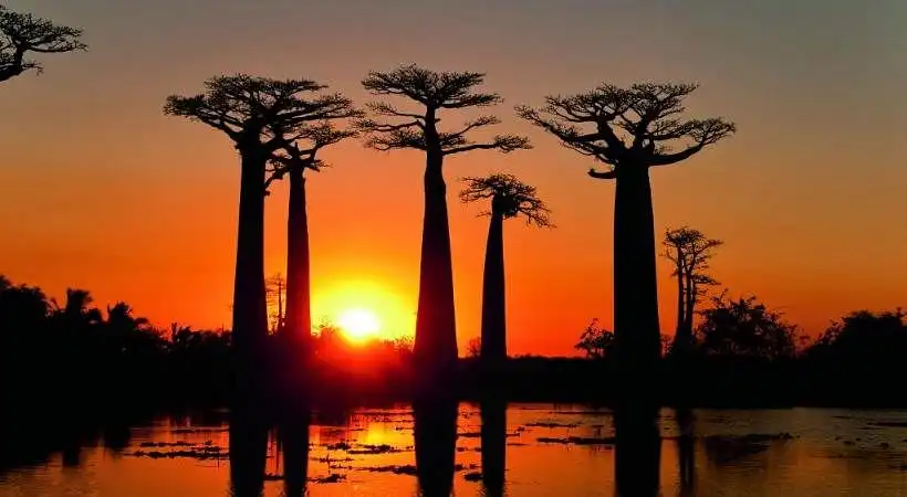 5-day Baobabs And Western Madagascar